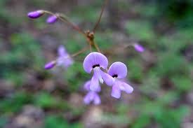 Image result for Hylodesmum