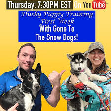Gone to the snow dogs jessica. Tonight At 7 30 Est Join Us On Youtube For Another Episode Of The Train Station Tonight Were Joined By Jessica Fr Husky Puppy Training Husky Puppy Dog Trainer