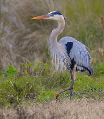Bird With Blue Feet And Beak Feet Of A Blue Heron Bird Yahoo Image Search Results Blue Heron Heron Photo Heron