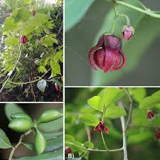 Image result for Artabotrys