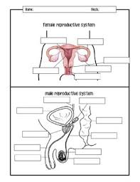 The male reproductive system is located in the pelvis region. Male And Female Reproductive Systems Diagrams By Mspowerpoint Tpt