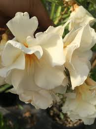 Image result for Nerium oleander