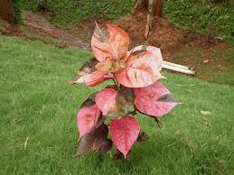 Image result for Acalypha nyasica