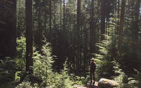 Check spelling or type a new query. Press Release The Green New Deal For Pacific Northwest Forests Cascadia Wildlands
