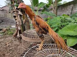 Kelebihan ayam bangkok ekor lidi warna putih. Ayam Ekor Lidi Super Asal Usul Ciri Ciri Keistimewaan Harga 2021