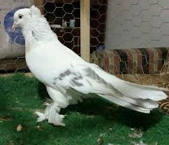 Fatih Yildirim Adli Kullanicinin Guvercin Pidgeon Panosundaki Pin Guzel Kuslar Kus