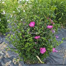 Image result for Hibiscus syriacus Violet Clair Double