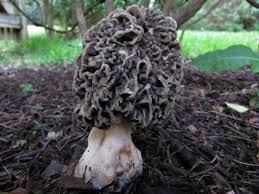 Jan 14, 2021 · the question of how morels grow is very popular amongst mushroom hunters. Common Morel