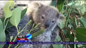 Sekarang, saya akan menunjukkan kepada anda sebuah contoh. Jelang Akhir Tahun Seekor Koala Lahir Di Kebun Binatang Taronga Sydney Australia Net 5 Youtube