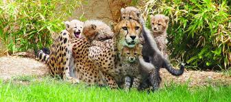From wikipedia, the free encyclopedia. Jardim Zoologico De Lisboa Jornal Das Viagens