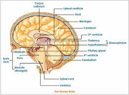 The central nervous system is the integration and command center of the body. The Structure And Function Of The Brain In The Central Nervous System Science Online