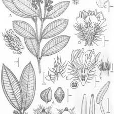 Image result for Dissotis pachytricha