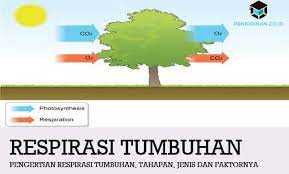 Di laboratorium teaching iv jurusan biologi fakultas matimatika dan ilmu selama terjadinya fotosintesis dihasilkan oksigen, maka pada saat terjadinya respirasi, oksigen ini dibutuhkan untuk merombak senyawa gula untuk. Pengertian Respirasi Tumbuhan Tahapan Jenis Dan Faktornya