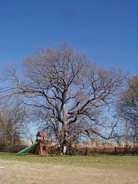 The chinkapin is very stately specimen getting as wide as tall. Tree Species Profiles Top Rated Shade Trees Chinquapin Oak Quercus Muehlenbergii Arborilogical