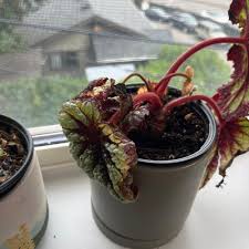 Image result for Begonia meyeri-johannis