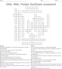 Shetrom's chapter 8 vocabulary quiz for visualizing biology. From Dna To Proteins Crossword Wordmint