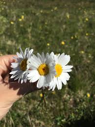 Daisies By Nurbanu Basaran Resimler Soyut Cicek Resimleri Dijital Fotografcilik