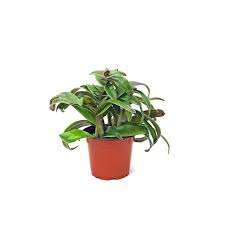 Image result for Cyanotis sp. aff. C. lapidosa