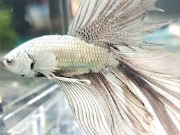 Premium Quality Dragon Scale Betta Fighting Fish Platinum Rose Platinum Rose Fish Siamese Fighting Fish