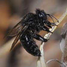 What does a carpenter bee look like? Black Carpenter Bee Xylocopa Tabaniformis Bugguide Net Carpenter Bee Black Bumble Bee Bee