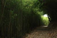 石梨貝水塘緩跑徑 country roads hiking tree