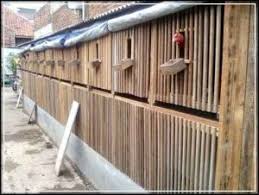Kandang ayam bangkok dapat anda buat dalam bentuk petakan, di setiap petakannya dapat diberi tempat untuk bertengger. 6 Cara Budidaya Ayam Bangkok Untuk Pemula Paling Mudah Ilmubudidaya Com