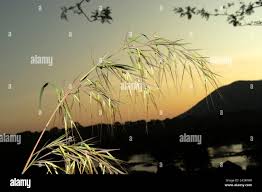 Image result for Hyperthelia dissoluta