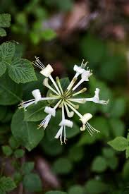 Image result for Caprifoliaceae