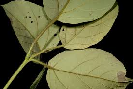 Image result for Cordia grandicalyx