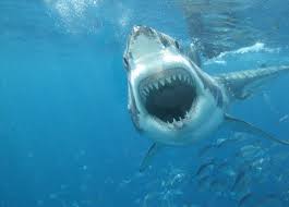 At the height of all australian adrenaline activities, port lincoln shark cage diving offers the chance to come face to face with magnificent great white sharks in their natural surroundings. Shark Diving Awesome White Sharks Shark Cage Diving Shark