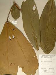 Image result for Gilbertiodendron