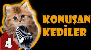 konusan kediler 4 komik kedi videolari komik kediler komik kediler komik kedi