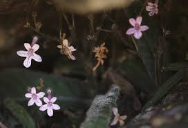 Image result for Streptocarpus hirticapsa