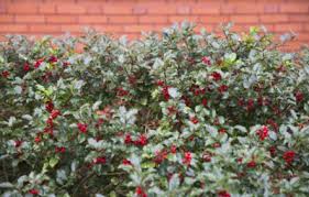 Planting small evergreen shrubs means that with some careful consideration you can plant a garden that has all year round interest. Cold Hardy Hedges Tips On Growing A Hedge In Zone 6 Climates