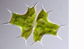 Image result for Micrargeria