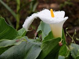 Image result for Zantedeschia aethiopica