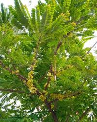 Image result for Phyllanthus gossweileri