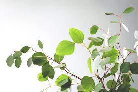 Kohalik ilm pokok kayu putih. Pohon Kayu Putih Bukan Eucalyptus Kenali Jenis Jenisnya Velopedia