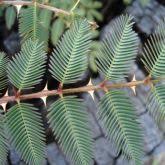 Image result for Mimosa pigra