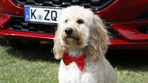 International dog day first began in the us, when it was started by pet & family lifestyle expert colleen paige. Ford Whips Pooches Into A Lather For International Dog Day With Mobile Pup Pampering Pop Up Switzerland Deutsch Ford Media Center