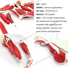 Drawn through an upright the terms are used to describe a specific body part. Cmam 12027 Muscle Lower Limb 23 Parts Plastic Human Body Muscle Teaching Anatomical Model Muscle Anatomy Muscle Anatomy Modelanatomy Model Aliexpress