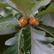 Image result for Necepsia castaneifolia