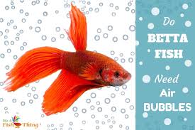 Bettas And Bubbles Do Betta Tanks Need An Air Pump