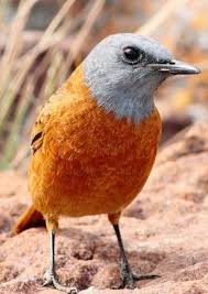 Small Wild Birds Of South Africa Pin By Kc Au On Hayvanlar Alemi Wild Birds Nature Birds Beautiful Birds