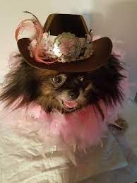 Dog Cowboy Hat Cowgirl Hat For Dogs Brown And Pink Rodeo Etsy Dog Hat Cowboy Hats Cowgirl Hats