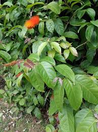 Image result for Combretum paniculatum