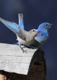 Birds For Sale In Ohio A Pair Of Bluebirds Greeting Card For Sale By Shane Bechler With Images Blue Bird Ohio Birds Birds