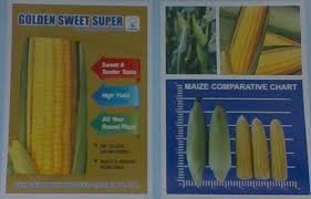Hybrid Sweet Corn Seeds Hybrid Sweet Corn Sweet 80