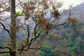 Image result for Tapinanthus