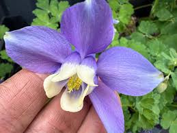 Image result for Aquilegia flabellata ministar
